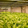 Microgreens LED wachsen leichte Innenfarm in der Innenräume